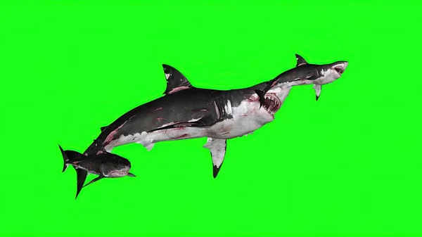 Illustration Sharks Green Background — Stock Photo, Image