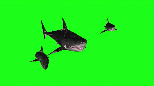 3Dイラスト グリーンの背景にサメ — ストック写真
