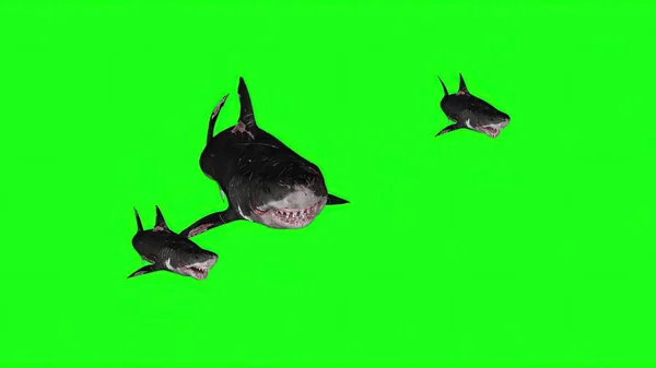 3Dイラスト グリーンの背景にサメ — ストック写真