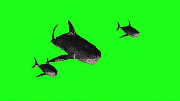 Illustration Requins Sur Fond Vert — Photo