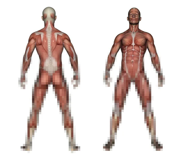 Anatomia Humana - Músculos Masculinos Imagem De Stock