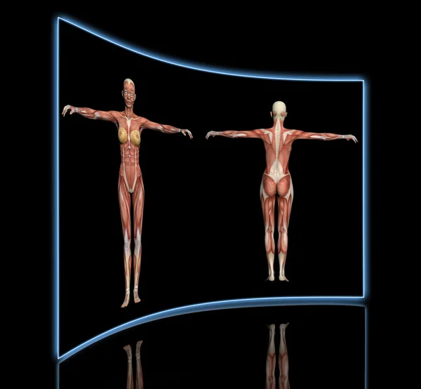 Женские мускулы в анатомии человека — стоковое фото