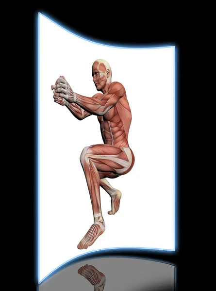 Мышцы человека в анатомии — стоковое фото
