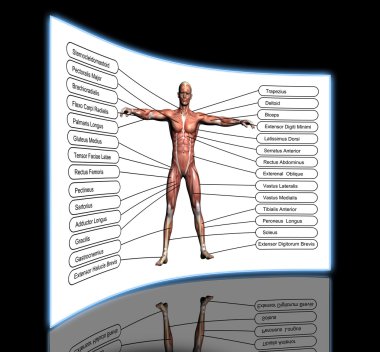 yüksek çözünürlüklü kavram ya da kavramsal 3d insan anatomisi