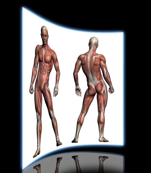 Insan anatomisi - erkek kasları — Stok fotoğraf