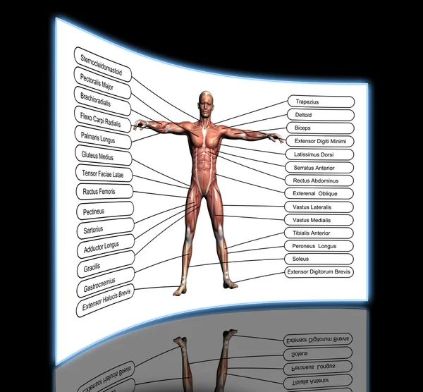 Conceito de alta resolução ou anatomia humana 3D conceitual Fotografia De Stock