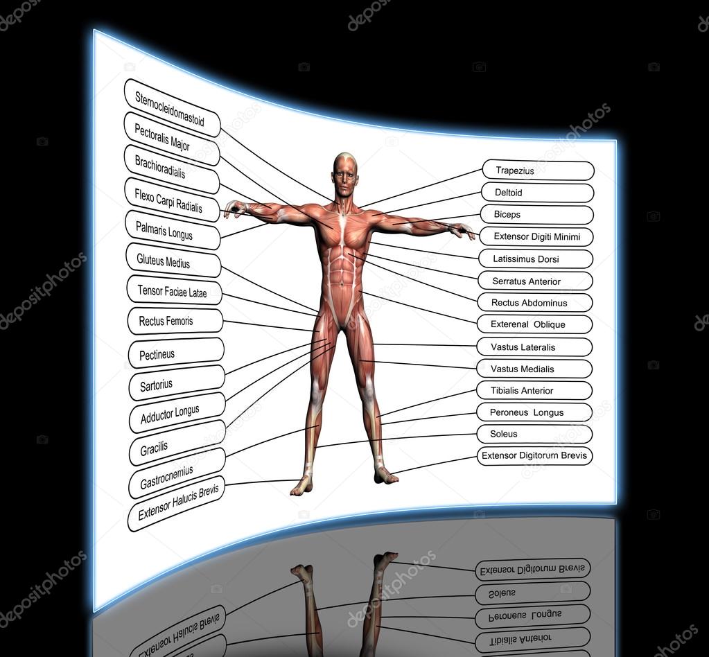High resolution concept or conceptual 3D human anatomy
