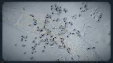 Sıvı bir ortamda hareket eden ve etkileşen mikroskobik mikroskobik mikroorganizma ya da hücrelerin görüntüsü. Bu büyüleyici biyolojik görüntüler, bilimsel, tıbbi ve soyut kavramlar için mükemmel olan hücresel yaşamın karmaşık süreçlerini gözler önüne seriyor..