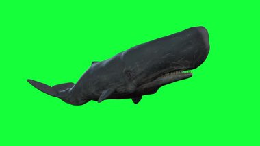 Büyük, hareketli bir ispermeçet balinası canlı yeşil ekran arka planına karşı zarifçe yüzer. Bu 3 boyutlu CGI görüntüleri eğitim, belgesel ya da vahşi yaşam temalı prodüksiyonlar için mükemmel..