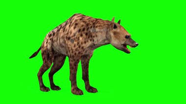 Sırtlan ayakta ve nefes nefese, yeşil ekranda kolay anahtarlama ve birleştirme için izole edilmiş.