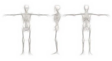 insan iskeleti - erkek geri, açık, tam 3d yazılımında yapılan son