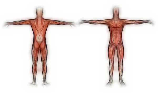 Anatomia człowieka - mięśnie mężczyzna wykonane w 3d oprogramowanie — Zdjęcie stockowe