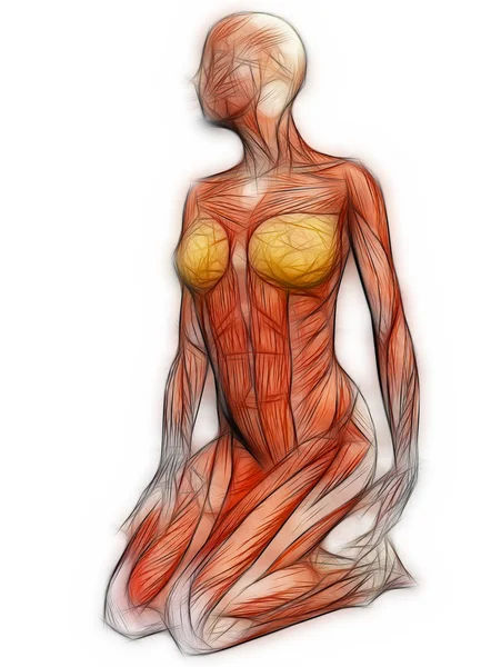 Людської анатомії - жіночий м'язи зроблені в 3d програмне забезпечення — стокове фото
