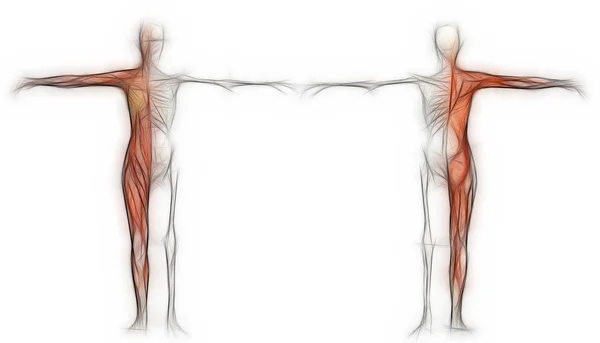 Ludzkiego ciała samicy z mięśni i szkieletu wykonane w 3d oprogramowanie — Zdjęcie stockowe