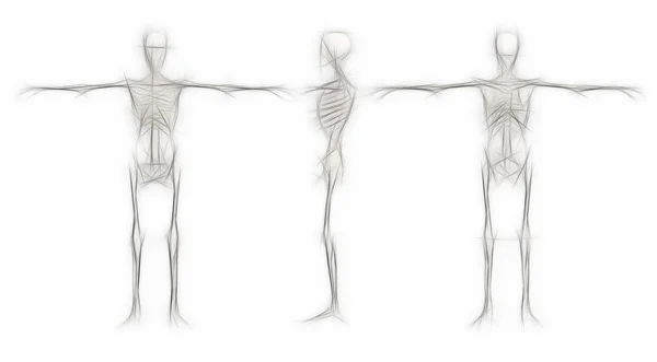 인간의 골격-남성 뒷면, 앞면, 끝 바로 3d 소프트웨어에서 만든 — 스톡 사진