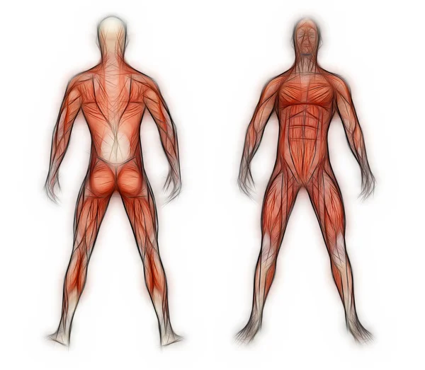 Человеческая анатомия - Мужские мышцы, сделанные в 3D программного обеспечения — стоковое фото