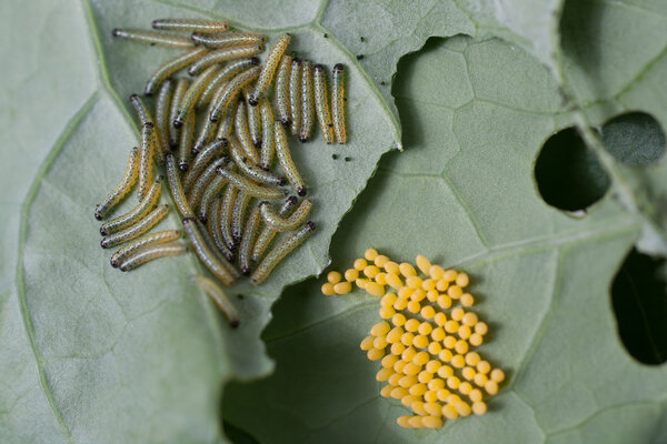Eggs and larvae.