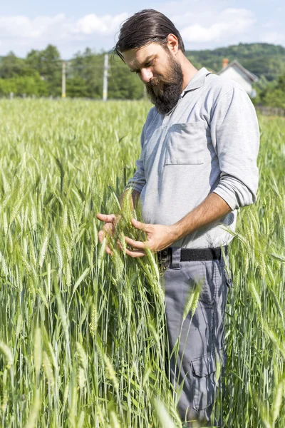 Mladý Zemědělec Venku Dotýká Péčí Jeho Pěstované Pšenice — Stock fotografie