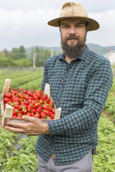 Retrato Joven Agricultor Sosteniendo Una Caja Llena Fresas Rojas Frescas — Foto de Stock