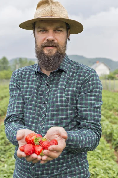 Portrait Young Farmer Strawberry Field Presenting His Harvest Red Fresh — Stock Photo, Image