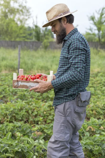 Retrato Joven Agricultor Sosteniendo Una Caja Llena Fresas Rojas Frescas — Foto de Stock