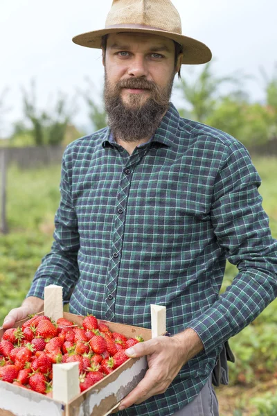 Portrét Mladého Zemědělce Drží Krabici Plnou Čerstvé Červené Jahody Venku — Stock fotografie