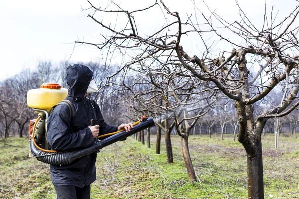 Giovane Agricoltore Spruzzare Gli Alberi Con Sostanze Chimiche Nel Frutteto Immagine Stock