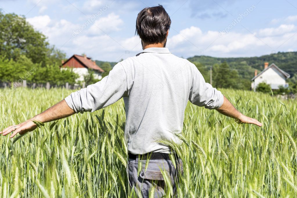Young farmer standing in the wheat field. Back view