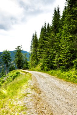 Alp yatay, yol ve çam ormanı