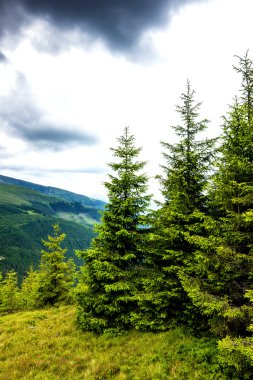 Çam ağaçları ile güzel Alp manzara 