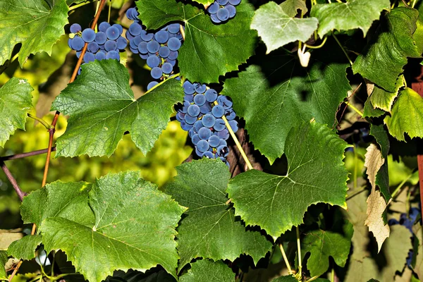 Bando de uvas prontas para a vindima — Fotografia de Stock