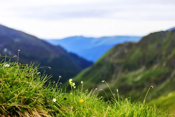 Beautiful summer landscape from Fagaras mountains — Stock Photo, Image