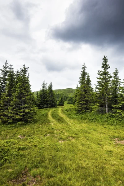 Schöne alpine Landschaft mit Kiefern — Stockfoto