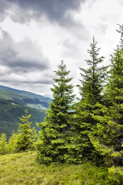 Beautiful alpine landscape with pines — Stock Photo, Image