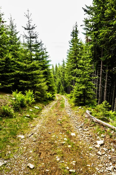 Alp yatay, yol ve çam ormanı — Stok fotoğraf