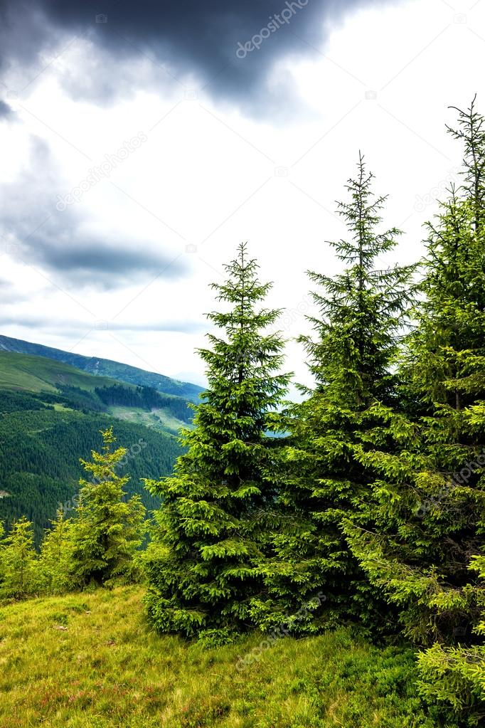 Beautiful alpine landscape with pines 