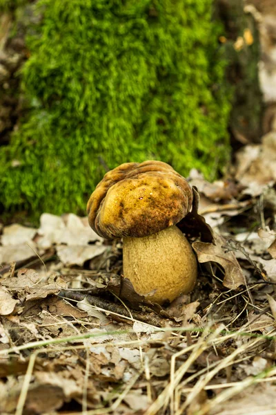 Zbliżenie grzybów — Zdjęcie stockowe