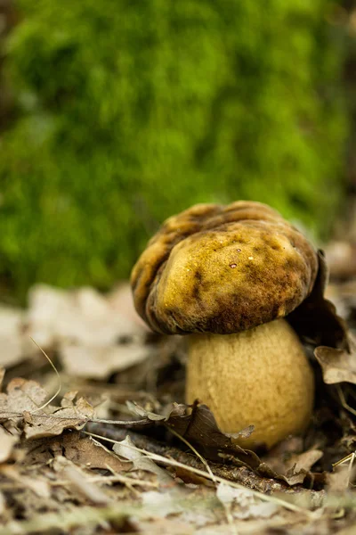 Nahaufnahme von Pilz — Stockfoto