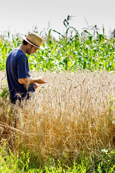 Young farmer standing in a wheat field — Stock Photo, Image