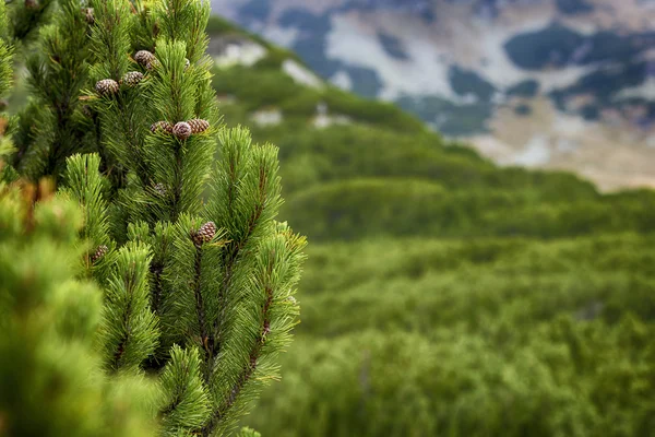 Closeup of fresh pine tree with cones — Stock Photo, Image