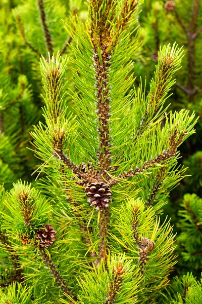 Fresh pine branch with cones — Stock Photo, Image