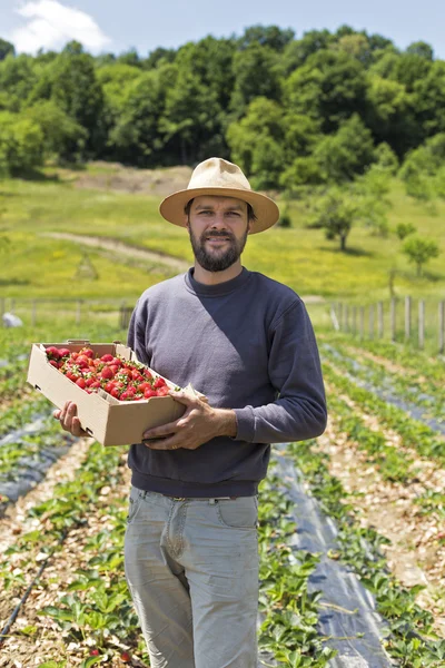 Young farmer in strawberry field holding a cardboard box full w — Stock Photo, Image