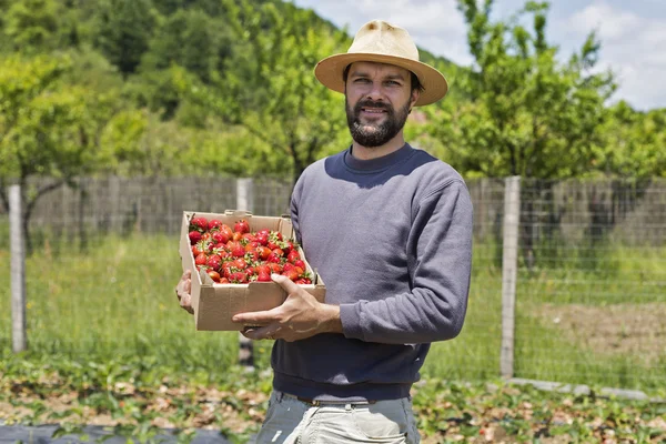 Joven agricultor en el campo de fresas sosteniendo una caja de cartón llena wi — Foto de Stock