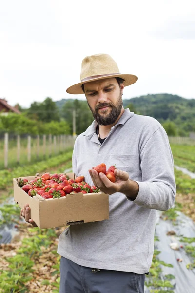 Young farmer in strawberry field holding a cardboard box full wi — Stock Photo, Image