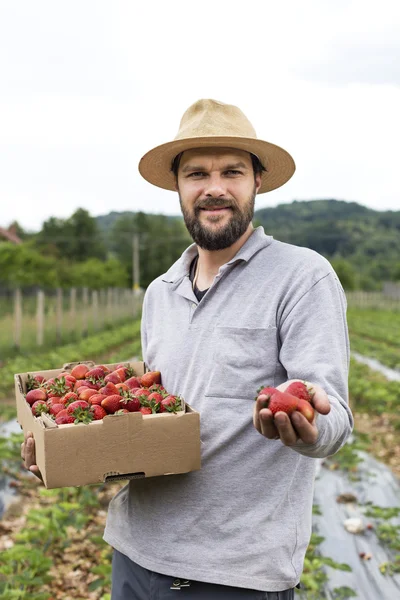 Mladý farmář v jahodové pole představující jeho sklizně, červená — Stock fotografie