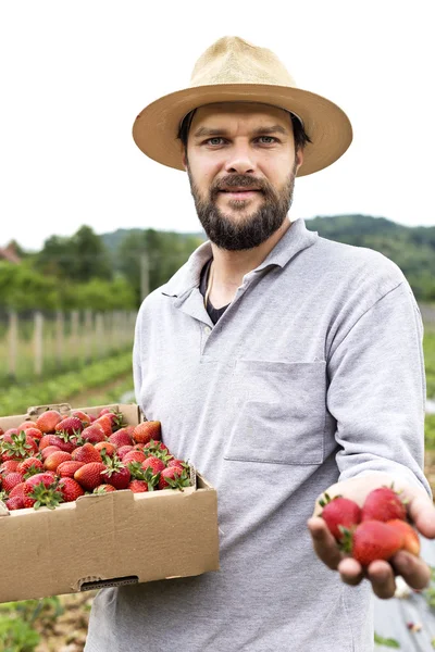 Young farmer in a strawberry field presenting his harvest,red f — Stock Photo, Image