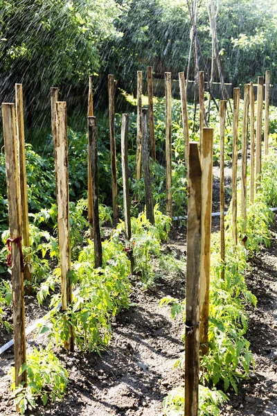 Rows of tomato plants — Stock Photo, Image
