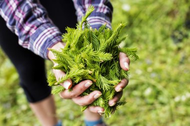 köknar tomurcukları dışında tutan eller kadın