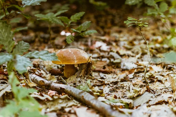 Pilz im Wald — Stockfoto