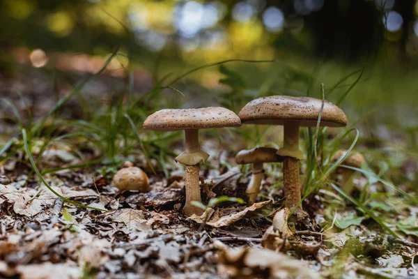 Nahaufnahme Von Pilzen Wald — Stockfoto